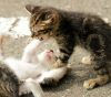 この画像は、サイトの記事「猫 喧嘩 ネットで話題 YouTube注目無料視聴動画ご紹介！」のイメージ写真画像として利用しています。