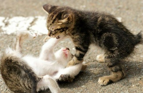 この画像は、サイトの記事「猫 喧嘩 ネットで話題 YouTube注目無料視聴動画ご紹介！」のイメージ写真画像として利用しています。