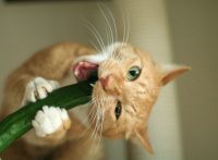 この画像は、サイトの記事「猫 きゅうり ネットで話題 YouTube注目無料視聴動画ご紹介！」のイメージ写真画像として利用しています。