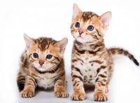 この画像は、サイトの記事「猫 ベンガル ネットで話題 YouTube注目無料視聴動画ご紹介！」のイメージ写真画像として利用しています。