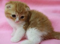 この画像は、サイトの記事「猫 スコティッシュフォールド ネットで話題 YouTube注目無料視聴動画ご紹介！」のイメージ写真画像として利用しています。