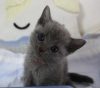 この画像は、サイトの記事「猫 ロシアンブルー ネットで話題 YouTube注目無料視聴動画ご紹介！」のイメージ写真画像として利用しています。
