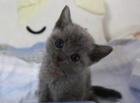 この画像は、サイトの記事「猫 ロシアンブルー ネットで話題 YouTube注目無料視聴動画ご紹介！」のイメージ写真画像として利用しています。
