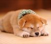 この画像は、サイトの記事「犬 かわいい 柴犬 ネットで話題 YouTube注目無料視聴動画ご紹介！」のイメージ写真画像として利用しています。