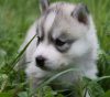 この画像は、サイトの記事「犬 かわいい ハスキー ネットで話題 YouTube注目無料視聴動画ご紹介！」のイメージ写真画像として利用しています。
