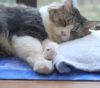Pastel Cat World ボス吉 おすすめ動画まとめ＆人気YouTubeランキング！