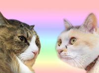 このイメージ画像は、このサイト記事「Pastel Cat World 公式 おすすめYouTube＆人気動画ランキング」のアイキャッチ画像として利用しています。